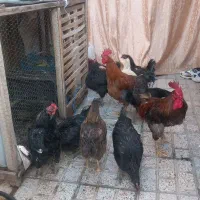 مرغ خانگی