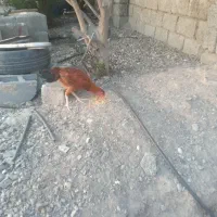 حراج