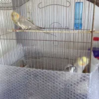 عروس هلندی نر و ماده