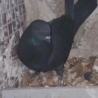 سه عدد