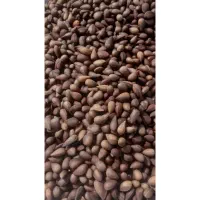 بادام کوهی شیرین