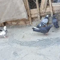 کبوتر