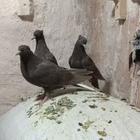 10عدد جوجه دم سفید فسا
