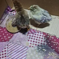 دوتا جوجه محلی سالم و سرحال