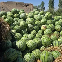فروش هندوانه مغان با تناژبالا