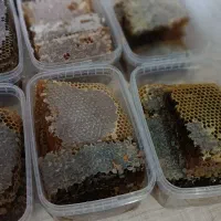 عسل گرده دار سیاه جنگلی بدون موم