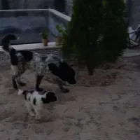 سگ  ماده قدرجونی