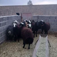 بره نره ناقلا...