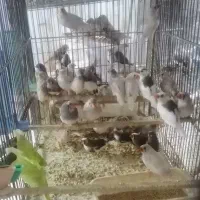 فروش پرندگان زینتی