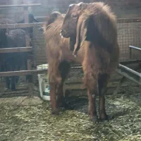دوعددبز ترجوان.  گوور