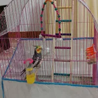 عروس هلندی ۷ماهه،نر همراه با قفس