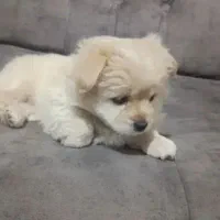 سگ نژاد پیکنیز