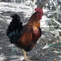خروس سیاه جوان درشت