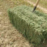 یونجه درجه یک