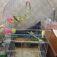 فنچ گلدین اورنج و نرگسی