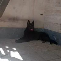 یک جفت سگ ژرمن