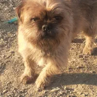 با سلام واگذاریه یه حیوانه خانگی پیک نیز