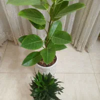 گل طبیعی