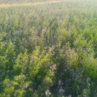 فروش زمین کشاورزی در سراور