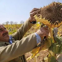 تخمه آفتابگردان میلاد / طعم بی نظیر
