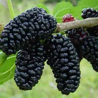 میوه