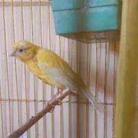 قناری نروماده