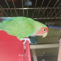 کوتوله برزیلی رخ هلویی گمشده