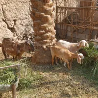 بز سانن وپلنگی