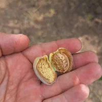 بادام|خوردنی و آشامیدنی|الوند, |دیوار