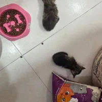گربه