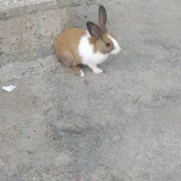 خرگوش ماده
