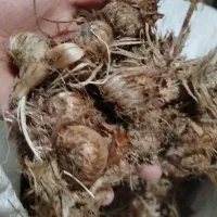 بذر زعفران درجه یک مرغوب تازه جمع شده