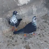 کبوتر|پرنده|تربت‌حیدریه, پائین ولایت|دیوار