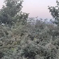 خانه و باغچه