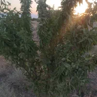 هفده-جوی-قنوات