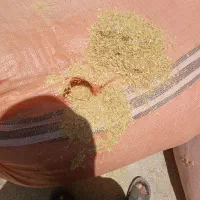 کاه عدس