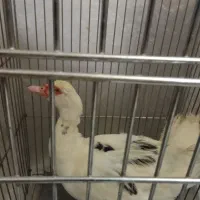 اردک