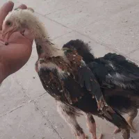 جوجه لاری