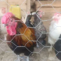 فروش  مرغ و خروس بومی
