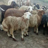 یک عدد گوسفند نر جوان 7 ماهه