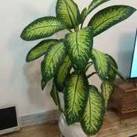گل دیفن باخیا