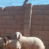 بره ماده ۲راس
