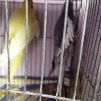 عروس هلندی