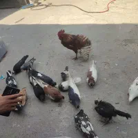 30عدد رنگی المانی