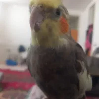 عروس هلندی نر