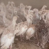 جوجه بوقلمون برنز و بوربون سالم سرحال واکسن خورده