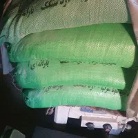 مرغ جوان وجوجه