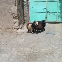 ۵ تا بره پایی پروار فروشی ۳نر ۲ ماده
