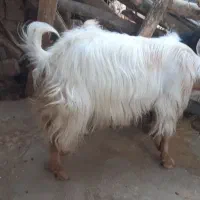 بز دوقلوزا