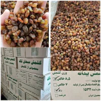 کشمش سبز قلمی کشمش پلویی مبین